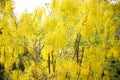 Fresh yellow cassia fistula flower bunch bloom hanging on tree branch, National flower of Thailand  Golden shower, Indian Royalty Free Stock Photo