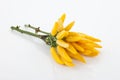 Close up of fresh yellow chillies on stem on white background Royalty Free Stock Photo