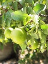 A close-up of the fresh yellow and green fig fruit on the tree branch Royalty Free Stock Photo