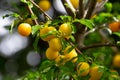 Close up of fresh yellow mirabelle plums fruit on a tree branch, also called Prunus domestica