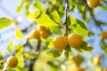 Close up of fresh yellow mirabelle plums fruit on a tree branch Royalty Free Stock Photo