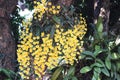 Fresh yellow orchid flowers or dendrobium lindleyi steud blooming in garden