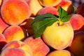 Yellow peaches in early morning light at a local farmer`s market