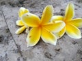 Close up fresh yellow plumeria flower agains abstrac background