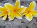 Close up fresh yellow plumeria flower agains abstrac background