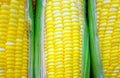 Fresh yellow raw sweet corn on top view Royalty Free Stock Photo