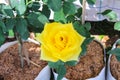 Fresh yellow rose flower blooming with green leaf in garden top view background Royalty Free Stock Photo