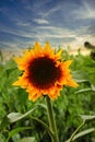 Close-up of fresh yellow sunflower against clear blue sky Royalty Free Stock Photo