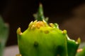 Close-up fresh young cactus