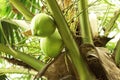 Close up of fresh young green coconut hanging on the tree Royalty Free Stock Photo