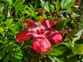 Close-up of freshly bloomed red hibiscus surrounded by green leaves