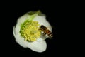 Close-up of a freshly bloomed white Christmas rose Helleborus niger, on which a bee is looking for pollen and food, isolated Royalty Free Stock Photo