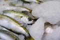 Close-Up Of Freshly Caught Bogue Fish Or Boops Boops For Sale In The Greek Fish Market