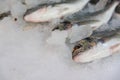 Close-Up Of Freshly Caught Gilt-Head Sea Bream Or Sparus Aurata On Ice Lined Up For Sale In The Greek Fish Market Royalty Free Stock Photo