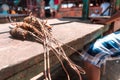 Close-up of freshly caught lobsters displayed on a table in a traditional market in Masachapa, Nicaragua. Documentary