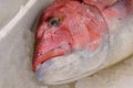 Close-Up Of Freshly Caught Red Snapper Or Lutjanus Campechanus With Sharp Teeth On Ice For Sale In The Greek Fish Market