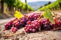 close-up of freshly cut grape bunches on the ground