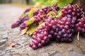 close-up of freshly cut grape bunches on the ground