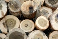 Close up of freshly cut logs Royalty Free Stock Photo