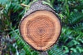 Freshly cut tree stump Royalty Free Stock Photo