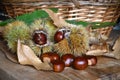 Close-up of freshly harvested chestnuts with hedgehogs on wooden background and wicker basket Royalty Free Stock Photo