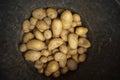 Freshly harvested potatoes in a bucket Royalty Free Stock Photo