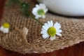 Freshly Picked Chamomile Flowers