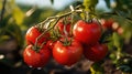 Close up of Freshly Tomatoes in a Farmer Field Background Defocused