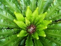 Close up freshness and big leaves of Bird`s nest fern