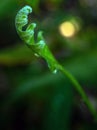 Close-up Freshness green leaves of Oak-Leaf fern