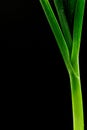 Close up freshness green leek and macro shot, isolate balck background and copy space