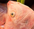 Close up freshness reddens the Nile Tilapia fish (Oreochromis ni