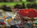 P1011798 freshwater cherry red shrimp Neocaridina davidi eating a bloodworm chironomid cECP 2012 Royalty Free Stock Photo