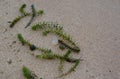 Flora of Baikal Lake: freshwater cyanobacteria Nostoc pruniforme (Mare`s eggs) and plants of Elodea canadensis