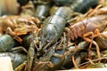 Close up. freshwater lobsters or crayfish