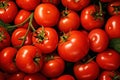 Close up freshy red tomato from farm background