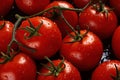 Close up freshy red tomato from farm background