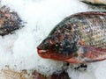 Close up fresness tilapia fish putting on ice Royalty Free Stock Photo