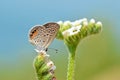 Freyeria trochylus , The Grass Jewel butterfly