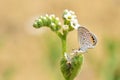 Freyeria trochylus , The Grass Jewel butterfly