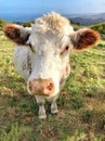 Close up of friendly Cow looking at camera Royalty Free Stock Photo