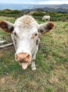 Cow in paddock with tongue poking out Royalty Free Stock Photo