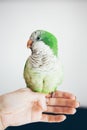 Close-up of friendly and cute Monk Parakeet. Royalty Free Stock Photo