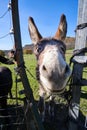 close-up of a friendly donkey in the countryside