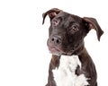 Close-up Friendly Pit Bull Dog Looking Up and Side Royalty Free Stock Photo