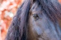 Close up of a Friesian / Frisian horse eye in autumn fall Royalty Free Stock Photo