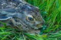 Close up frightened grey rabbit sits in grass