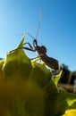 A ugly wheel bug and a pretty blue sky. Royalty Free Stock Photo