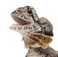 Close-up of Frill-necked lizard Royalty Free Stock Photo