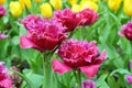 Close-up of fringed double crimson purple tulip flowers on defocused background Royalty Free Stock Photo